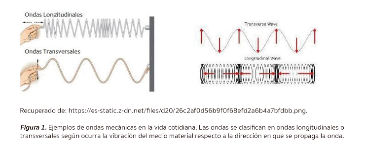 Figura 1. Ejemplos de ondas mecánicas longitudinales y transversales