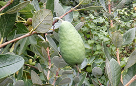 Feijoa