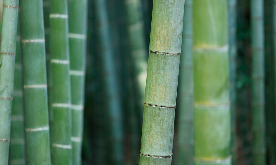 bambu
