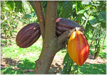 logocacao